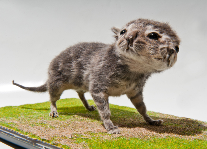 Потомки древних титанов Живые существа, обладающие большим количеством органов, чем им полагается, всегда были объектами пристального внимания со стороны людей. Однако лишь в прошлом веке ученые смогли досконально разобраться в причинах возникновения такой необычной аномалии. двуголовые звери