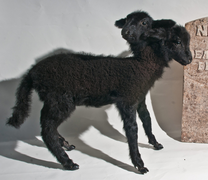 Потомки древних титанов В большинстве случаев такое уродство появляется в результате сбоя в работе гомеобоксных генов. Этим мудреным словом называют участки ДНК, которые контролируют закладку органов у зародыша. двуголовые звери