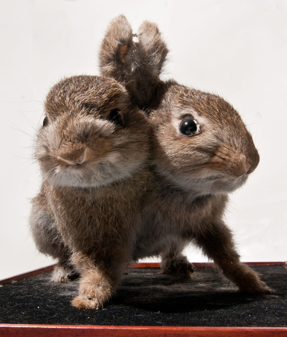 Потомки древних титанов Иногда такие ошибки являются внутренними сбоями, а иногда - следствием воздействия на зародыша токсических веществ или радиации. Самым печальным является то, что часто подобную ошибку уже практически невозможно исправить. двуголовые звери