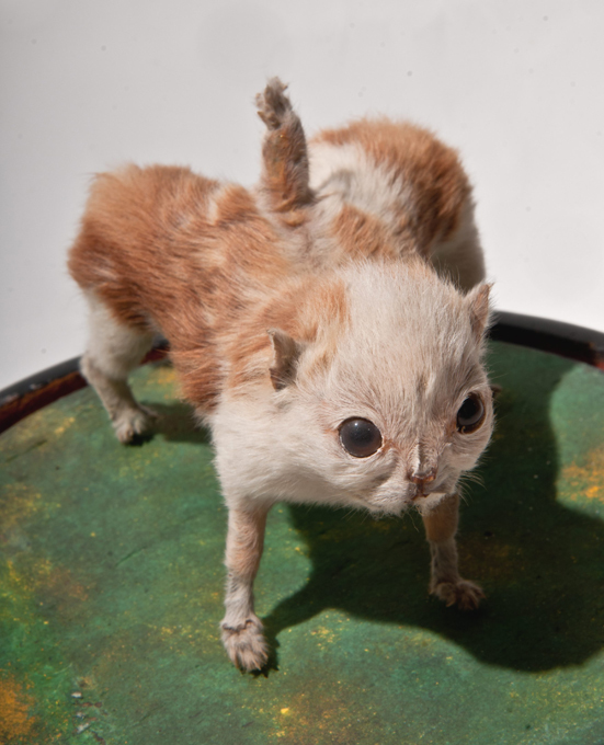 Потомки древних титанов В других случаях к подобной аномалии может приводить химеризация зародышей - процесс, когда два эмбриона сливаются в один. Примером этому могут служить сиамские близнецы или существа с одной головой, но двумя туловищами. двуголовые звери