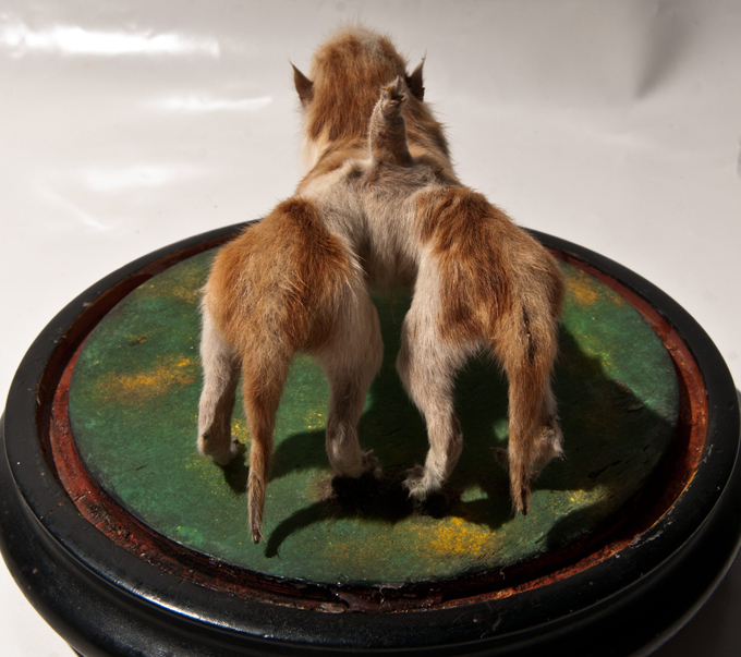 Потомки древних титанов В дикой природе подобные несчастные детеныши обречены - никто из них не доживает до половой зрелости. Однако если подобная аномалия случается среди домашних животных, то у необычных малышей есть шансы выжить, повзрослеть и даже оставить потомство, которое чаще всего бывает абсолютно нормальным. двуголовые звери