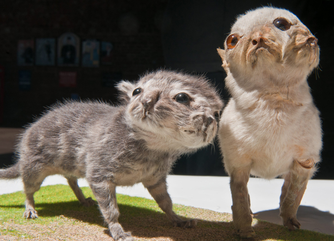 Потомки древних титанов А вот в Китае таких существ очень боялись - в рождении аномальных детенышей житель Поднебесной видел происки злых духов. Иногда из-за двухголового теленка крестьянин мог уничтожить не только его мать, но и все стадо - только так можно было избавиться от демонов. двуголовые звери