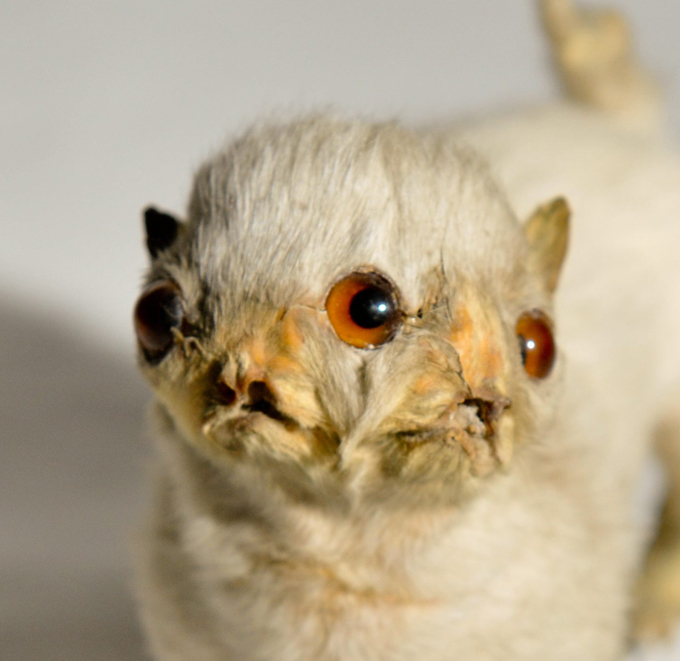 Потомки древних титанов У этих ценителей диковинок в конце концов собиралось большое количество забавных экспонатов. Так было положено начало знаменитым кунсткамерам, на базе которых позже образовались музеи естественных наук. Выходит, что домашние животные с врожденными аномалиями немало поспособствовали развитию наук и просвещению человечества. Фото All Over Press. Смотрите самое интересное в рубрике История, наука двуголовые звери