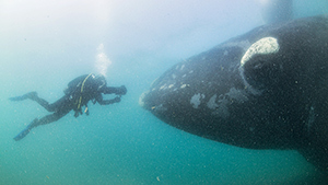 Уникальные съемки белого кита с детенышем Впрочем, киты, которые проводят весну около полуострова Вальдес, давно привыкли, что на них все время кто-то смотрит. Поэтому они совершенно не стесняются людей и совсем не возражают, что бы те снимали различные эпизоды спокойной и неторопливой китовой жизни. белый кит, детеныш, фото, съемки