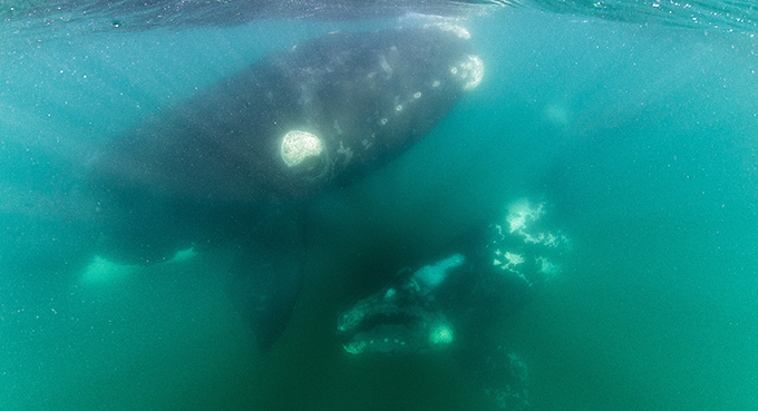 Уникальные съемки белого кита с детенышем Эти раки, обладающие прочными домиками с известняковыми стенками, селятся как на взрослых китах, так и на детенышах, поэтому уже двухмесячный китенок часто бывает покрыт затейливым узором из белых пятен. Причем даже если обитатель китовой кожи каким-нибудь образом после покинет ее, то оставленное им белое пятно будет сохраняться еще достаточно долго. белый кит, детеныш, фото, съемки