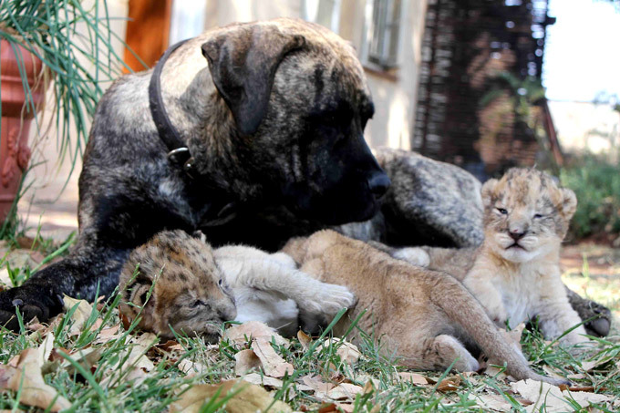 Мастиф во главе львиного прайда Как вы думаете, кто способен обуздать нрав целого львиного прайда, состоящего из 12 поджарых детенышей, будущих царев зверей? Скрещенный мастиф Бет, вот кто!  Лев, ЮАР, собака, Африка, мастиф Бет Мастиф во главе львиного прайда Как вы думаете, кто способен обуздать нрав целого львиного прайда, состоящего из 12 поджарых детенышей, будущих царев зверей? Скрещенный мастиф Бет, вот кто!  Лев, ЮАР, собака, Африка, мастиф Бет