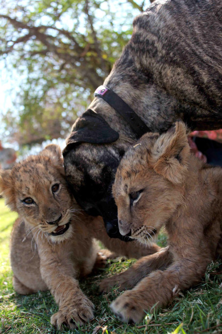 Мастиф во главе львиного прайда Эта 4-летняя собака воспитывала львят с самого их рождения. Лев, ЮАР, собака, Африка, мастиф Бет Мастиф во главе львиного прайда Эта 4-летняя собака воспитывала львят с самого их рождения. Лев, ЮАР, собака, Африка, мастиф Бет