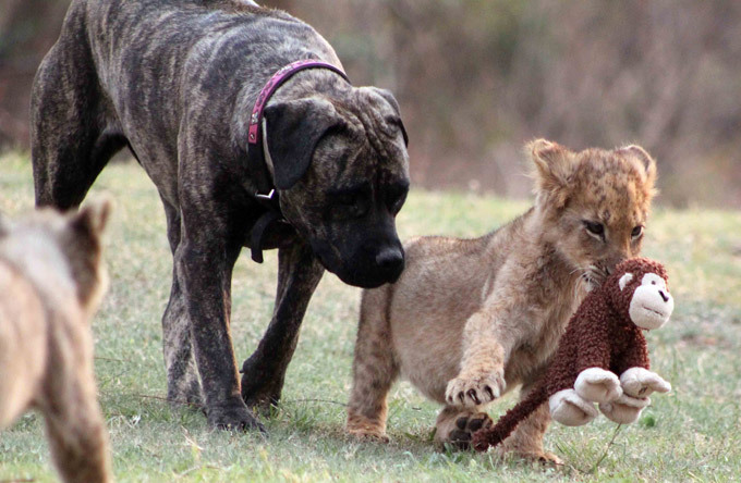 Мастиф во главе львиного прайда Сейчас они же с ее ростом, однако то, что они не причинят ей вреда, даже когда превратятся в огромных хищников, совершенно очевидно: Бет заменила им маму.  Лев, ЮАР, собака, Африка, мастиф Бет Мастиф во главе львиного прайда Сейчас они же с ее ростом, однако то, что они не причинят ей вреда, даже когда превратятся в огромных хищников, совершенно очевидно: Бет заменила им маму.  Лев, ЮАР, собака, Африка, мастиф Бет