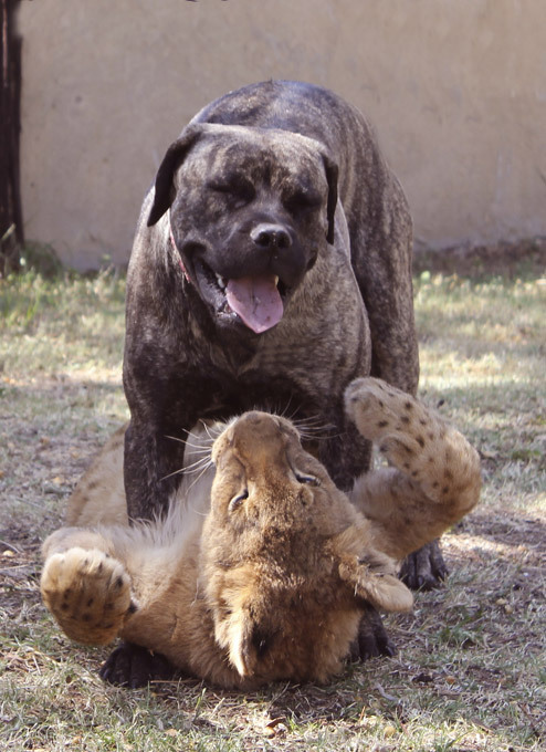 Мастиф во главе львиного прайда В течение двух лет она не отходила от них не на шаг, и вы только посмотрите на нее: когда малыши рядом, она почти всегда улыбается. Лев, ЮАР, собака, Африка, мастиф Бет Мастиф во главе львиного прайда В течение двух лет она не отходила от них не на шаг, и вы только посмотрите на нее: когда малыши рядом, она почти всегда улыбается. Лев, ЮАР, собака, Африка, мастиф Бет