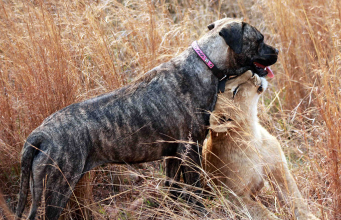 Мастиф во главе львиного прайда Ну, может, иногда рычит, когда кто-то из них начинает проказничать.  Лев, ЮАР, собака, Африка, мастиф Бет Мастиф во главе львиного прайда Ну, может, иногда рычит, когда кто-то из них начинает проказничать.  Лев, ЮАР, собака, Африка, мастиф Бет