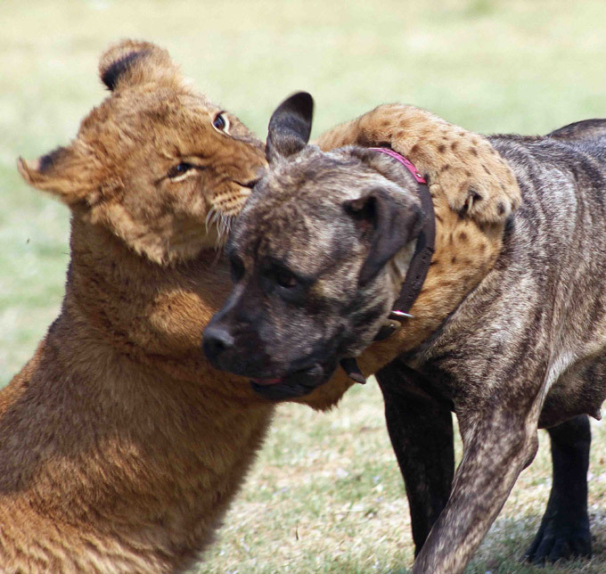 Мастиф во главе львиного прайда Однако сейчас рядом с ней все еще много львов. И вся эта большая и дружная семья обитает на территории звериной фермы Horseback Africa в Кейптауне, ЮАР.  Лев, ЮАР, собака, Африка, мастиф Бет Мастиф во главе львиного прайда Однако сейчас рядом с ней все еще много львов. И вся эта большая и дружная семья обитает на территории звериной фермы Horseback Africa в Кейптауне, ЮАР.  Лев, ЮАР, собака, Африка, мастиф Бет