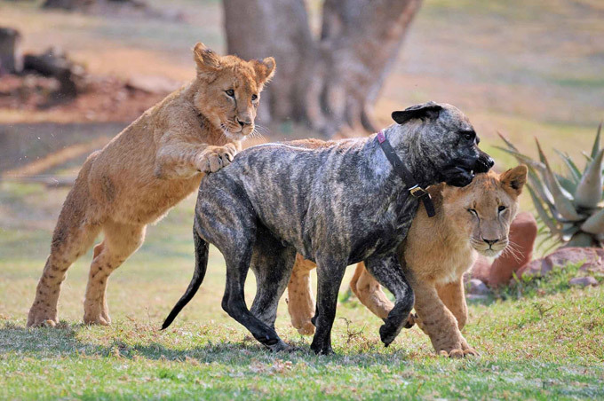 Мастиф во главе львиного прайда Владелец фермы, 52-летний Теони МакРэй, очень гордится своей собакой. А Бет наверняка гордится тем, какое достойное поколение львов она вырастила. Лев, ЮАР, собака, Африка, мастиф Бет Мастиф во главе львиного прайда Владелец фермы, 52-летний Теони МакРэй, очень гордится своей собакой. А Бет наверняка гордится тем, какое достойное поколение львов она вырастила. Лев, ЮАР, собака, Африка, мастиф Бет