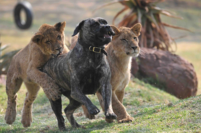 Мастиф во главе львиного прайда Смотрите самое интересное в рубрике  Фотоальбом  Лев, ЮАР, собака, Африка, мастиф Бет Мастиф во главе львиного прайда Смотрите самое интересное в рубрике  Фотоальбом  Лев, ЮАР, собака, Африка, мастиф Бет