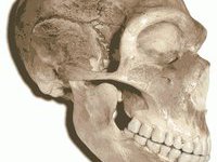 Доминиканские дайверы нашли череп древней обезьяны