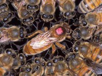 Пчелиная демократия не разрушает улей