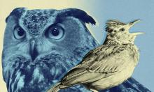 Мельница мифов: о  совах  и  жаворонках 