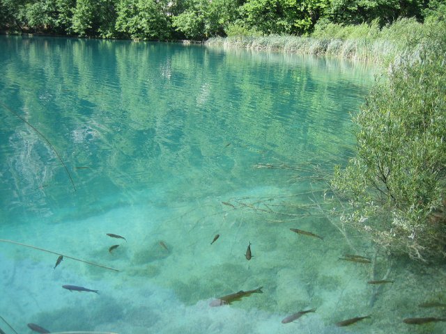 В 1949 году парк Плитвицкие Озера, уникальное по своей красотеместо, стало Национальным Парком Хорватии, а спустя тридцать лет еговключили в реестр всемирного наследия ЮНЕСКО.