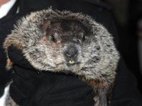 1010894_b.jpeg?ts=1265118187