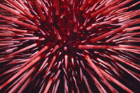 Ежи опровергли уникальность человека