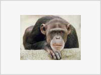 ЧП в США: в зоопарке обезьяна скончалась от бубонной чумы