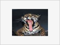 Переднеазиатского леопарда вернут на Кавказ