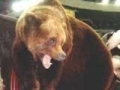 В центре Северодвинска застрелили настоящего медведя