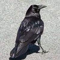 Ворон предсказал смерть украденного мужа