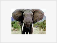 Цирковых слонов наняли в бульдозеры