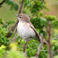 Птицы летают по картам