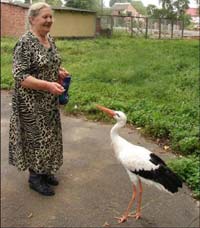 Домашний аист работает синоптиком