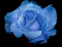 Баклажан послужил сырьем для розы цвета неба