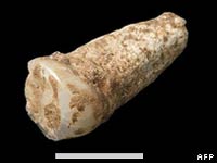 Зуб самого древнего европейца обнаружен в Испании. Фото: BBC