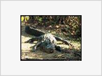 В Техасе крокодил организовал «пробку» и напал на патрульную машину