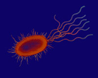 Кишечная палочка готова защитить человека от радиации