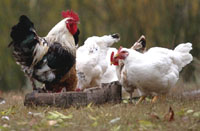 Еврокомиссия призывает не беспокоится из-за птичьего гриппа