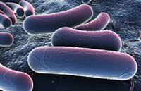 Кишечная палочка готова защитить человека от радиации