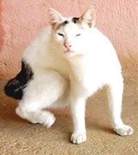 Помесь кошки и кролика – жуткое создание (ФОТО) Помесь кошки и кролика – жуткое создание (ФОТО)