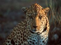 На Дальнем Востоке пытаются спасти леопардов