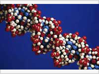 Гены определяют возраст