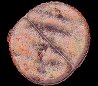 Архей Natronococcus живёт при высокой солёности (1.5-2.0M NaCl)