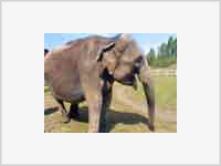 На Цейлоне слон растоптал автобус