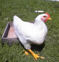 Курицей в Когалыме отравились 132 человека