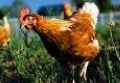 Омск: снова обнаружен птичий грипп