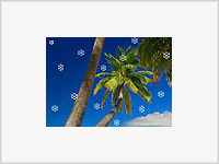 В тропическом Малибу снежная метель. В Москве - сырость и туман