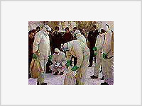 Куры, зараженные птичьим гриппом, продавались в Москве