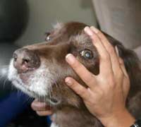 Мысли собак читать несложно