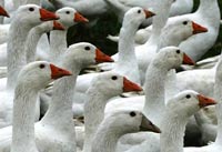 На юге России миллионы птиц спасают от гриппа