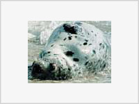 Причиной массовой гибели тюленей на Каспии стала чума