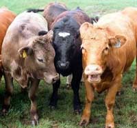 Ворованных коров чуть не вывезли в пассажирском автобусе