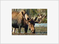 Лось гоняет гаишников по московскому району Митино